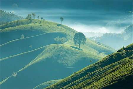 Early morning mist over tea plantations, near Munnar, Kerala, India, Asia Stock Photo - Rights-Managed, Code: 841-06449433