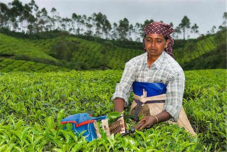 Tea picker, near Munnar, Kerala, India, Asia Foto de stock - Con derechos protegidos, Código: 841-06449440