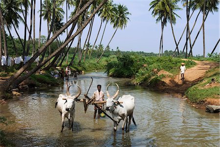 Rural scene, Tamil Nadu, India, Asia Foto de stock - Con derechos protegidos, Código: 841-06449455