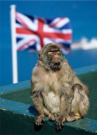Barbary rock ape at the Top of the Rock, Gibraltar, British overseas territory, Europe Foto de stock - Con derechos protegidos, Código: 841-06449468