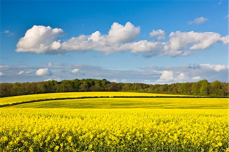 english country farms - Fields of oilseed rape in springtime, Bramham, West Yorkshire, Yorkshire, England, United Kingdom, Europe Stock Photo - Rights-Managed, Code: 841-06449597