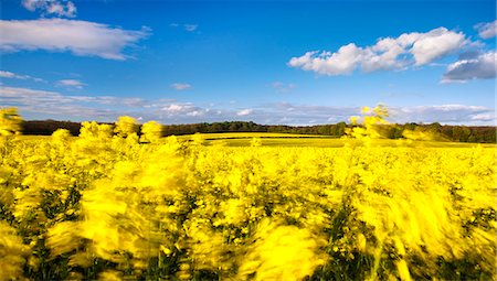 Fields of wind-swept oilseed rape in springtime, Bramham, West Yorkshire, Yorkshire, England, United Kingdom, Europe Stock Photo - Rights-Managed, Code: 841-06449598