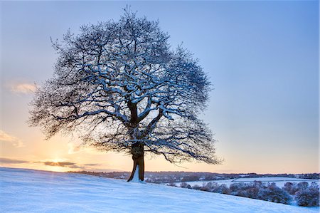 Arbres couverts de neige au coucher du soleil, près de Hetchell Wood, Thorner, West Yorkshire, Yorkshire, Angleterre, Royaume-Uni, Europe Photographie de stock - Rights-Managed, Code: 841-06449611