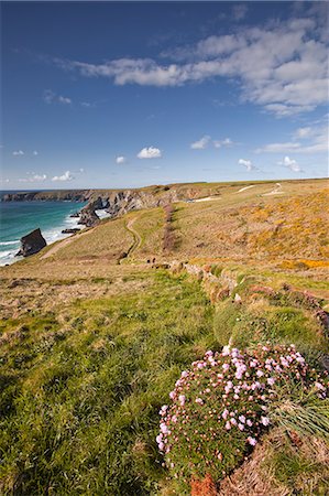 flower on water - Looking down to the Bedruthan Steps on the north Cornwall coastline, Cornwall, England, United Kingdom, Europe Stock Photo - Rights-Managed, Code: 841-06449645