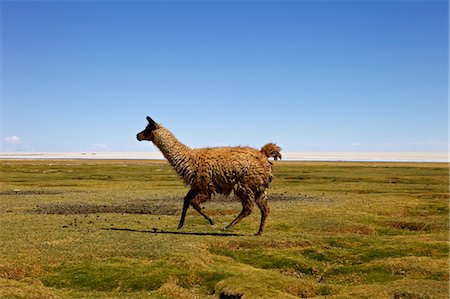 Lima, Tunupa, Bolivia, South America Stock Photo - Rights-Managed, Code: 841-06449708