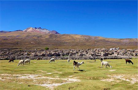 Lamas et alpagas, pâturage, Tunupa (Bolivie), en Amérique du Sud Photographie de stock - Rights-Managed, Code: 841-06449709