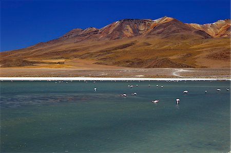 simsearch:841-06501726,k - Flamingos on Laguna Canapa, South Lipez, Southwest Highlands, Bolivia, South America Foto de stock - Con derechos protegidos, Código: 841-06449735