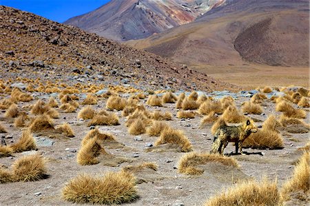 simsearch:841-06449762,k - Wild fox near the shore of the Laguna Canapa, Southwest Highlands, Bolivia, South America Foto de stock - Con derechos protegidos, Código: 841-06449737