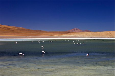 Flamingos on Laguna Canapa, South Lipez, Southwest Highlands, Bolivia, South America Foto de stock - Con derechos protegidos, Código: 841-06449733
