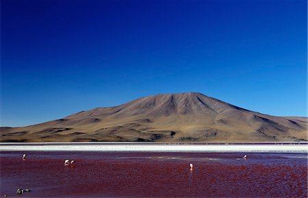 Flamants roses sur Laguna Colorada (lagune rouge), réserve nationale de faune de Eduardo Avaroa andine, au sud-ouest des hautes-terres, Bolivie, Amérique du Sud Photographie de stock - Rights-Managed, Code: 841-06449749