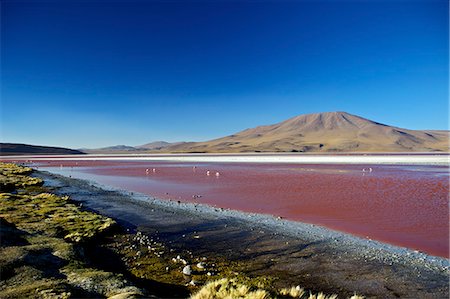Flamants roses sur Laguna Colorada (lagune rouge), réserve nationale de faune de Eduardo Avaroa andine, au sud-ouest des hautes-terres, Bolivie, Amérique du Sud Photographie de stock - Rights-Managed, Code: 841-06449751