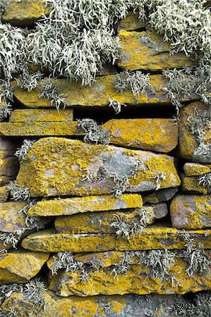 Lichen on rocks, Broch of Mousa. Mousa Island, Shetland Island, Scotland, United Kingdom, Europe Stock Photo - Rights-Managed, Code: 841-06449788