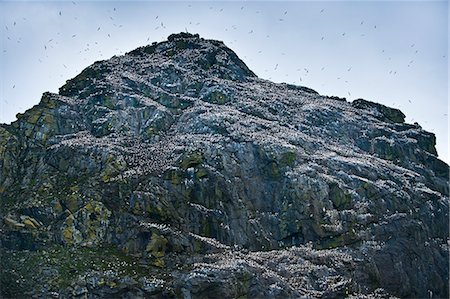 rock formation in scotland - Wild gannets (Morus bassanus) colony, nesting. St. Kilda Islands, Outer Hebrides, Scotland, United Kingdom, Europe Stock Photo - Rights-Managed, Code: 841-06449805