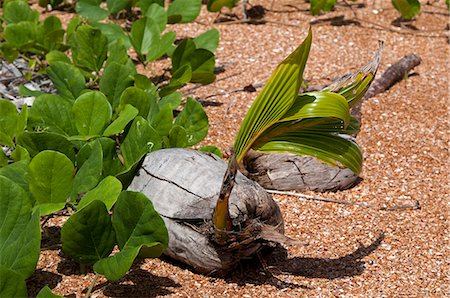 Kokospalme keimt auf Strand, Shell Beach, Guyana, Südamerika Stockbilder - Lizenzpflichtiges, Bildnummer: 841-06449846