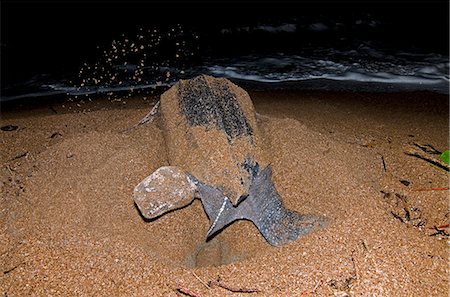 simsearch:841-06449858,k - Leatherback turtle (Dermochelys coriacea) excavating a nest hole, Shell Beach, Guyana, South America Stock Photo - Rights-Managed, Code: 841-06449856