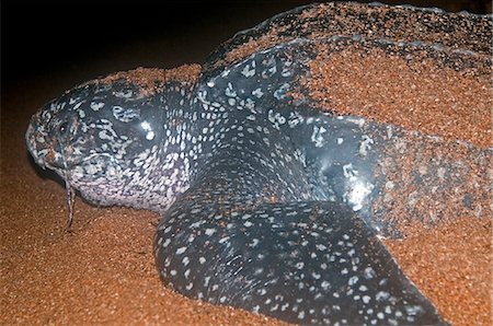 Gros plan de la femelle tortue luth (Dermochelys coriacea) sur son site de nidification, montrant le mucus sécrété par l'oeil, Shell Beach, Guyane, Amérique du Sud Photographie de stock - Rights-Managed, Code: 841-06449851