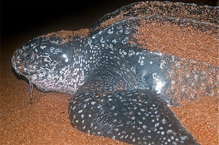 Close-up of female Leatherback turtle (Dermochelys coriacea) at its nest site, showing mucous secreted from the eye, Shell Beach, Guyana, South America Foto de stock - Con derechos protegidos, Código: 841-06449851