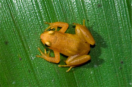 Golden Rocket Frog (Anomaloglossus beebei) on giant tank bromeliad (Brocchinia micrantha) leaf, Kaieteur National Park, Guyana, South America Foto de stock - Con derechos protegidos, Código: 841-06449865