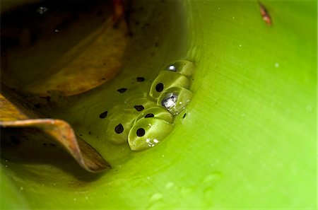 simsearch:841-06449858,k - Spawn of the Golden Rocket Frog (Anomaloglossus beebei) in giant tank bromeliad (Brocchinia micrantha), Kaieteur National Park, Guyana, South America Stock Photo - Rights-Managed, Code: 841-06449867