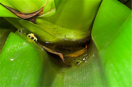 simsearch:841-06449858,k - Golden Rocket Frog (Anomaloglossus beebei) guarding spawn in Giant Tank Bromeliad (Brocchinia micrantha), Kaieteur National Park, Guyana, South America Stock Photo - Rights-Managed, Code: 841-06449868