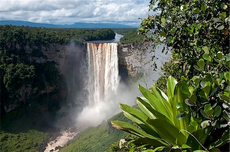 Giant Tank Bromeliad (Brocchinia micrantha) with Kaieteur Falls in the background, Kaieteur National Park, Guyana, South America Stock Photo - Rights-Managed, Code: 841-06449863