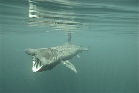 sharks in water - Basking shark (Cetorhinus maximus) feeding on plankton, Inner Hebrides, Scotland, United Kingdom, Europe Stock Photo - Rights-Managed, Code: 841-06449937