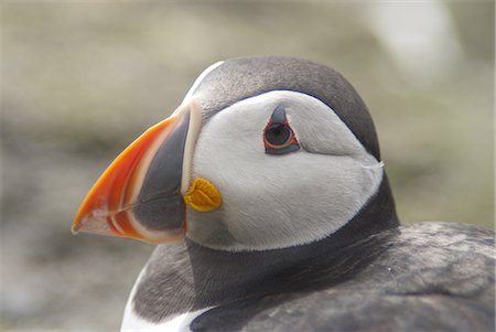 Atlantic Puffin (Fratercula arctica), Lunga, Inner Hebrides, Scotland, United Kingdom, Europe Stock Photo - Rights-Managed, Code: 841-06449969