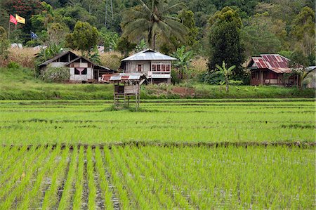 simsearch:841-03675389,k - Rice paddy field, Sulawesi, Indonesia, Southeast Asia, Asia Stock Photo - Rights-Managed, Code: 841-06499296