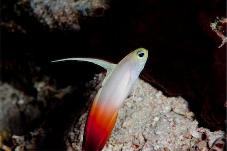 simsearch:841-06499308,k - Fire dartfish (Nemateleotris magnifica), Komodo, Indonesia, Southeast Asia, Asia Stock Photo - Rights-Managed, Code: 841-06499299