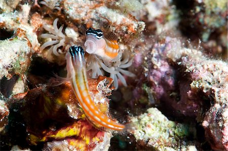 simsearch:6119-07943594,k - Bath's blenny (Ecsenius bathi), localized, fighting, Komodo, Indonesia, Southeast Asia, Asia Stock Photo - Rights-Managed, Code: 841-06499304