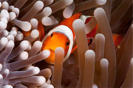 Clark's anemonefish (Amphiprion clarkii), Komodo, Indonesia, Southeast Asia, Asia Foto de stock - Con derechos protegidos, Código: 841-06499305