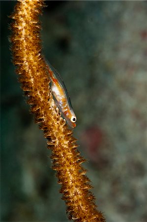 Translucent coral goby (Bryaninops erythrops), Komodo, Indonesia, Southeast Asia, Asia Foto de stock - Con derechos protegidos, Código: 841-06499301