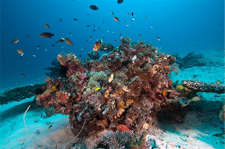 simsearch:841-08244098,k - Reef scene, Komodo, Indonesia, Southeast Asia, Asia Foto de stock - Con derechos protegidos, Código: 841-06499315