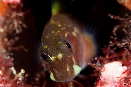 sea life under water not people - Yellow tailed blenny (Ecsenius namiyei, Komodo, Indonesia, Southeast Asia, Asia Stock Photo - Rights-Managed, Code: 841-06499319