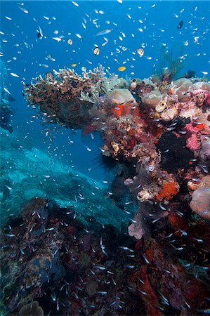 Reef scene, Komodo, Indonesia, Southeast Asia, Asia Stockbilder - Lizenzpflichtiges, Bildnummer: 841-06499310