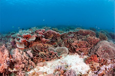 simsearch:841-08244098,k - Turbinaria reniformis hard coral, Komodo, Indonesia, Southeast Asia, Asia Foto de stock - Con derechos protegidos, Código: 841-06499326