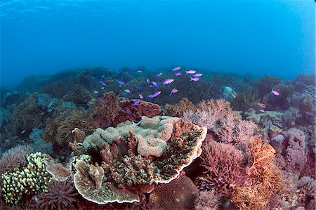 simsearch:841-08244098,k - Reef scene, Komodo, Indonesia, Southeast Asia, Asia Foto de stock - Con derechos protegidos, Código: 841-06499327