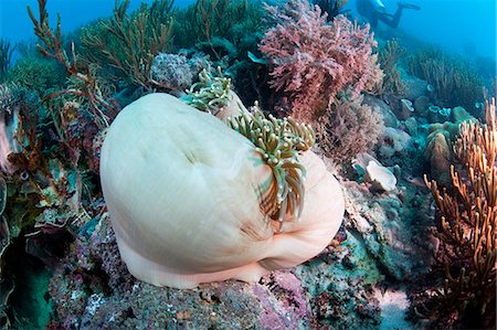 simsearch:841-06499308,k - White anemone mantle, Komodo, Indonesia, Southeast Asia, Asia Stock Photo - Rights-Managed, Code: 841-06499328