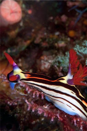 sea slug - Nembrotha purpureolineata nudibranch, Komodo, Indonesia, Southeast Asia, Asia Stock Photo - Rights-Managed, Code: 841-06499323