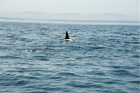 Large male orca in the Straits of Gibraltar, Europe Foto de stock - Con derechos protegidos, Código: 841-06499334
