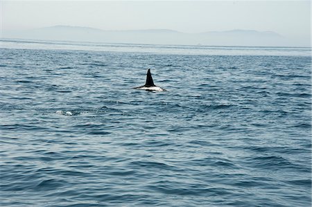 Large male orca in the Straits of Gibraltar, Europe Fotografie stock - Rights-Managed, Codice: 841-06499334