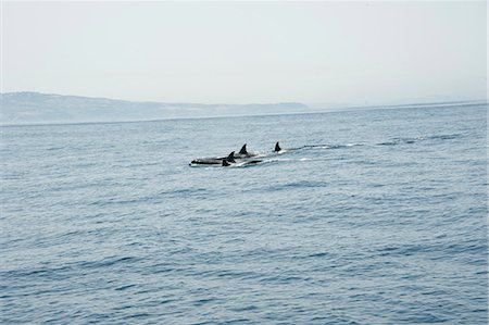 Orcas in the Straits of Gibraltar, Europe Foto de stock - Con derechos protegidos, Código: 841-06499337