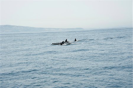 Orcas in the Straits of Gibraltar, Europe Fotografie stock - Rights-Managed, Codice: 841-06499337