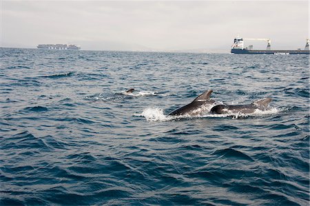 Pilot whales in the Straits of Gibraltar, Europe Foto de stock - Con derechos protegidos, Código: 841-06499339