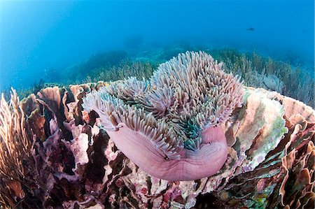 simsearch:841-08244098,k - Large purple anemone on hard coral, Komodo, Indonesia, Southeast Asia, Asia Foto de stock - Con derechos protegidos, Código: 841-06499330