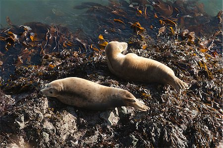 pembrokeshire coast - Atlantic grey seals (Halichoerus grypus) hauled out on rock, Skomer Island, Pembrokeshire, Wales, United Kingdom, Europe Foto de stock - Con derechos protegidos, Código: 841-06499356