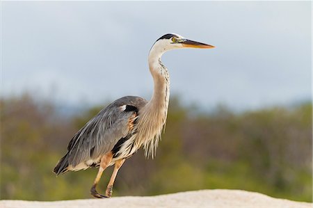 simsearch:841-06499451,k - Adult great blue heron (Ardea herodias cognata), Las Bachas, Santa Cruz Island, Galapagos Islands, Ecuador, South America Photographie de stock - Rights-Managed, Code: 841-06499367