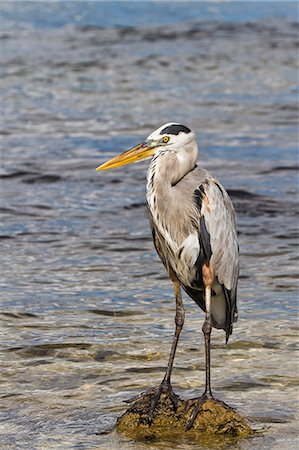 simsearch:841-06445337,k - Adult great blue heron (Ardea herodias cognata), Cerro Dragon, Santa Cruz Island, Galapagos Islands, Ecuador, South America Stock Photo - Rights-Managed, Code: 841-06499368