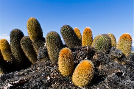 fernandina island - Endemic lava cactus (Brachycereus spp,), Fernandina Island, Galapagos Islands, UNESCO World Heritage Site, Ecuador, South America Foto de stock - Con derechos protegidos, Código: 841-06499378