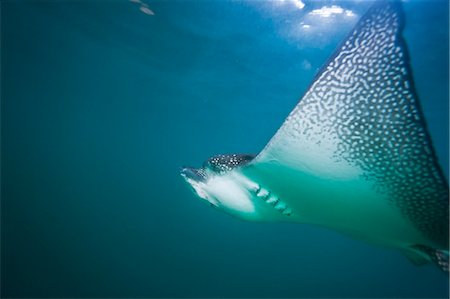 simsearch:841-07523384,k - Spotted eagle ray (Aetobatus narinari) underwater, Leon Dormido Island, San Cristobal Island, Galapagos Islands, Ecuador, South America Stock Photo - Rights-Managed, Code: 841-06499370